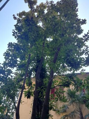 Magnolia centenaria nel giardino